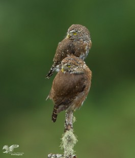 Stacked Hooters (Northern Pygmy Owls)