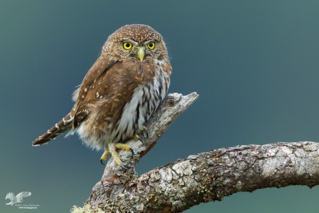 Another Great Shoot (Northern Pygmy Owl)