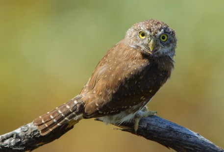 Pygmy Portait at Minimum Focusing Distance (Northern Pygmy Owl)