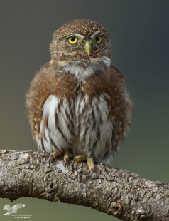 Caught in Mid Toot (Northern Pygmy Owl)