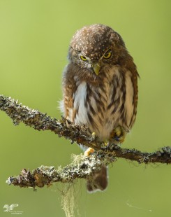 Another Pygmy Stare Down (Northern Pygmy Owl)