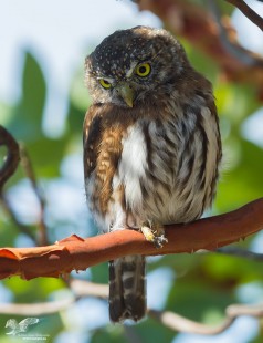 Keeping a Low Profile (Northern Pygmy Owl)