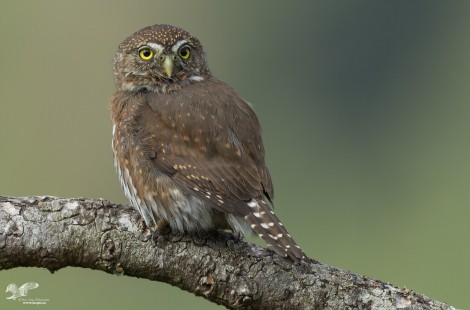 Best Pygmy Shot This Year (Northern Pygmy Owl)