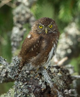 Better Light But Chaotic Background (Northen Pygmy Owl)