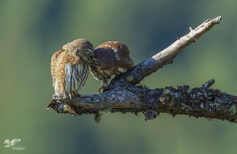 Owlets Preening (Northern Pygmy Owls)
