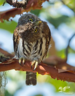 You're gonna hurt your neck! (Northern Pygmy Owl)