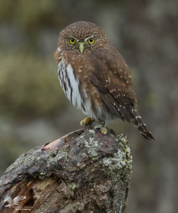 Even in The Rain ( Northern Pygmy Owl)