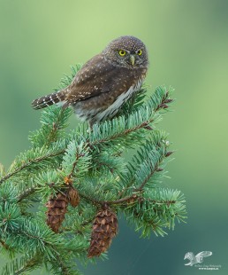 Christmas Card Candidate (Northern Pygmy Owl)