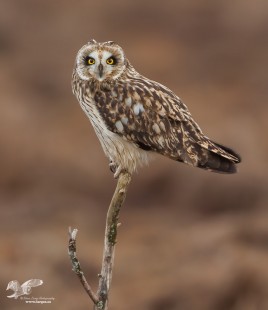 Oldie But Goodie (short-eared owl)
