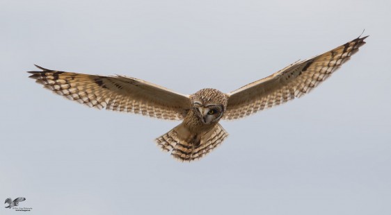 Concentrating During The Hunt (Short-Eared Owl)