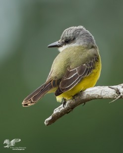 Over The Shoulder (Tropical Kingbird)