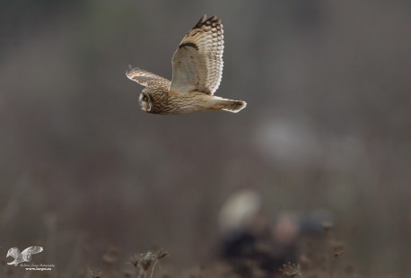 Don't Let The Short-Ear Catch You Chimpin' (Short-Eared Owl)