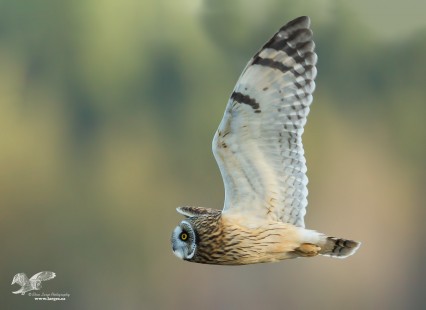 Tracking Troubles (Short-Eared Owl)