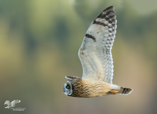 Tracking Troubles (Short-Eared Owl)