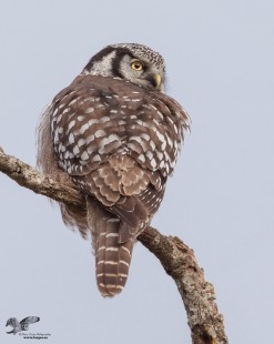 Back Detail (Northern Hawk Owl)