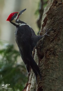 Low Light Image (Pileated Woodpecker)