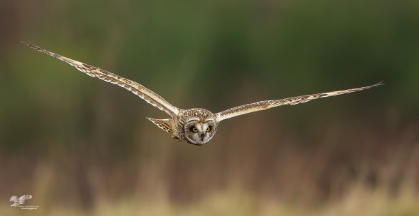 Another Nice Flight Shot (Short-Eared Owl)
