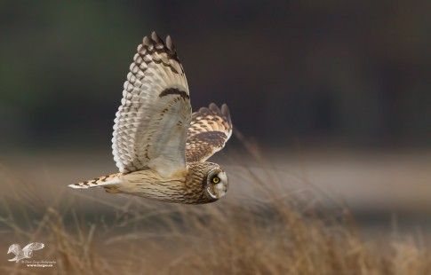 Skimming the Grass (Short-Eared Owl)