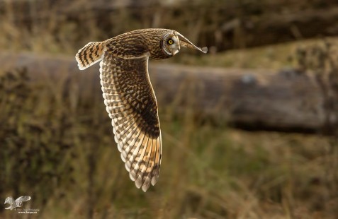 Flying Close By (Short-Eared Owl)