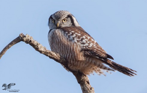 Blast From The Past (Northern Hawk Owl)