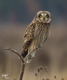 Short-Ear Portrait (Short-Eared Owl)