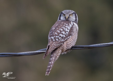 Bird On a Wire (Northern Hawk Owl)