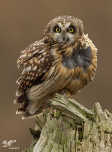 Wind Blown (Short-Eared Owl)