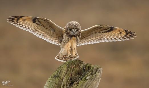 Concentration (Short-Eared Owl)