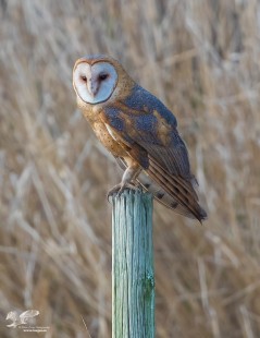 Perched Shot (Barn Owl)