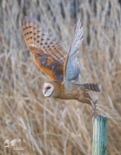 Barn Owl Launch
