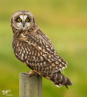 King Of The Golf Course (Short-Eared Owl)