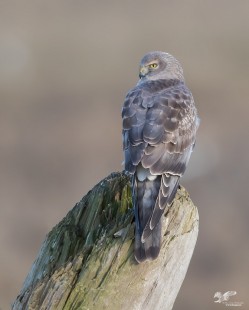 Very Photogenic (Northern Harrier)