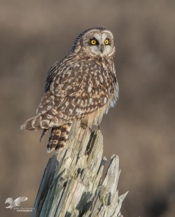 Evening Light (Short-Eared Owl)