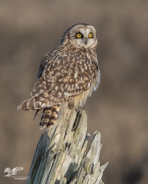 Evening Light (Short-Eared Owl)