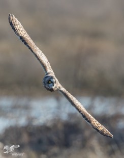 Tight Bank (Short-Eared Owl)