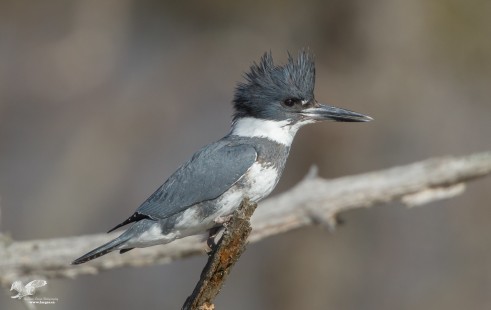 1200mm Test (Belted Kingfisher)