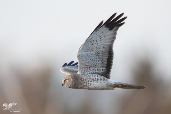 Grey Ghost Fly Past (Northern Harrier)