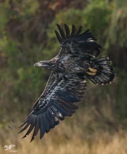 Immature Eagle (Bald Eagle)