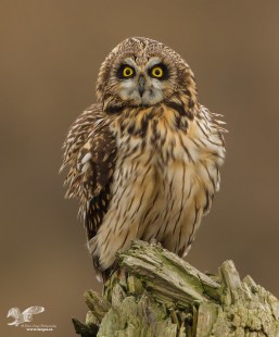 Owl In The Headlights (Short-Eared Owl)