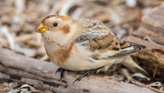 Hungry Bunting (Snow Bunting)