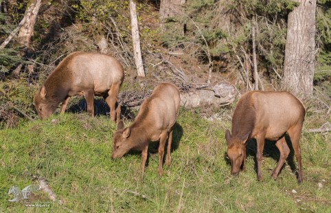 Strange Cows (Roosevelt Elk)