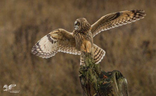 Keeping Vigilant (Short-Eared Owl)