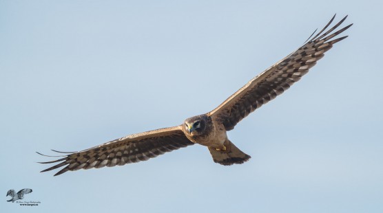 Flying Straight In (Northern Harrier)