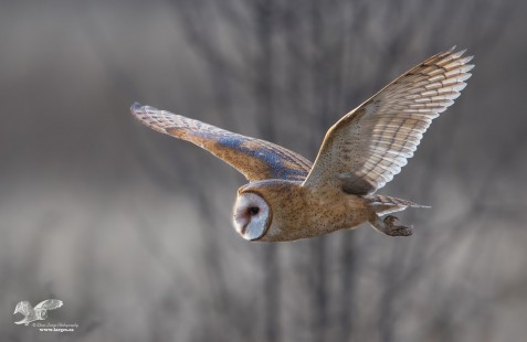 Barn Owl Fly By