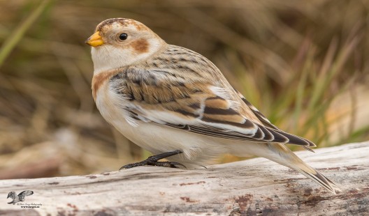 First Snow Bunting!