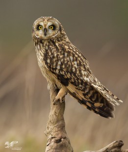 Thinking of Shortie (Short-Eared Owl)
