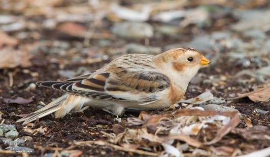 Low To The Ground (Snow Bunting)