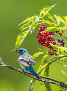 Afternoon Snack (Lazuli Bunting)