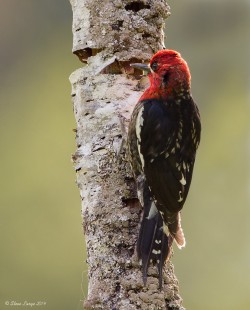 Red-Breasted Sapucker
