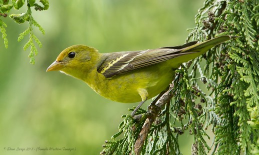 Cottle Lake Female Western Tanager
